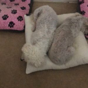 Meet your Posher, Dina